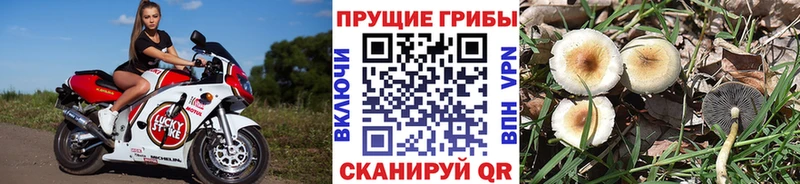 Галлюциногенные грибы прущие грибы  Купить закладки  Сланцы 